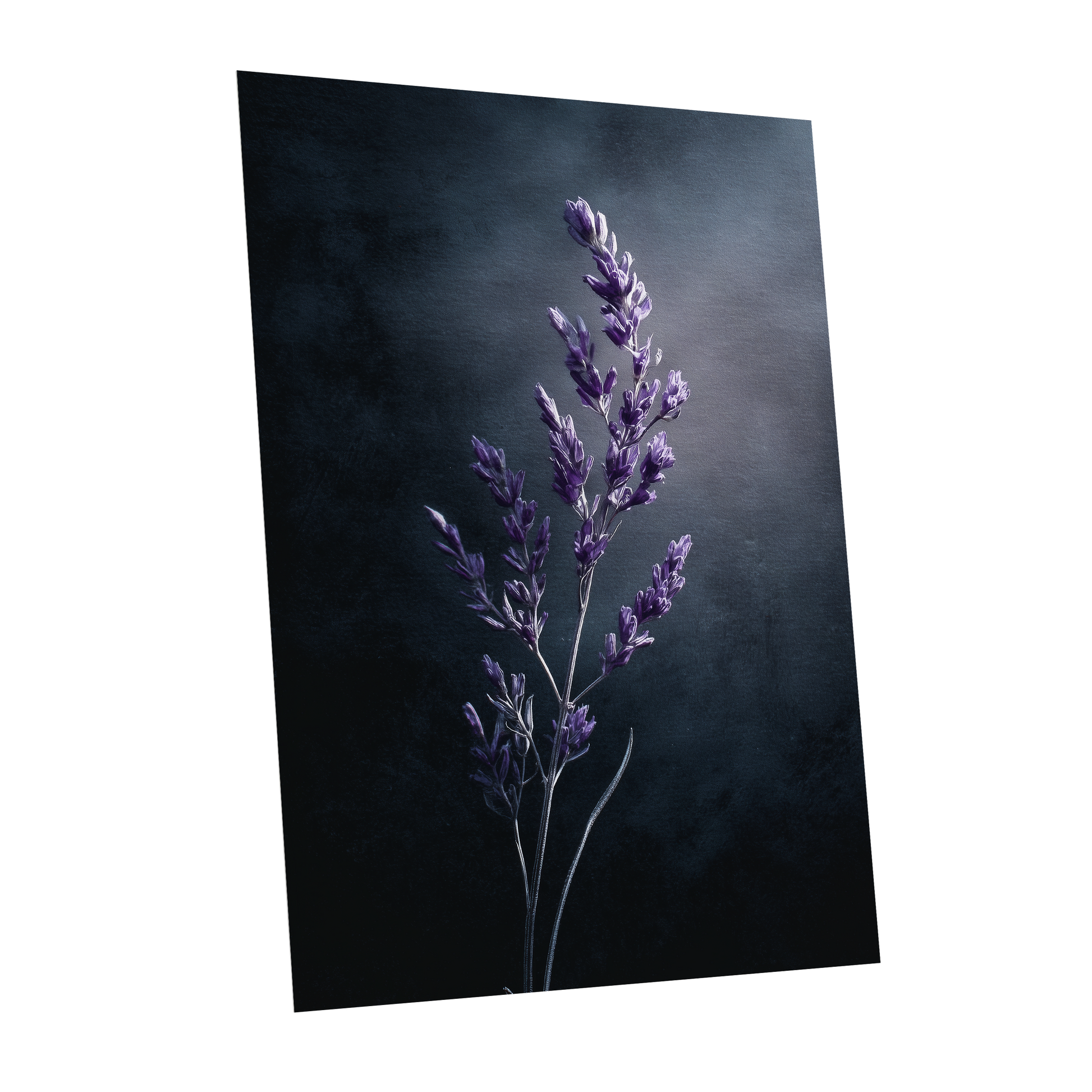 Violet Nocturne, black, blue, gray floral wall art shown as a unframed poster wall art print