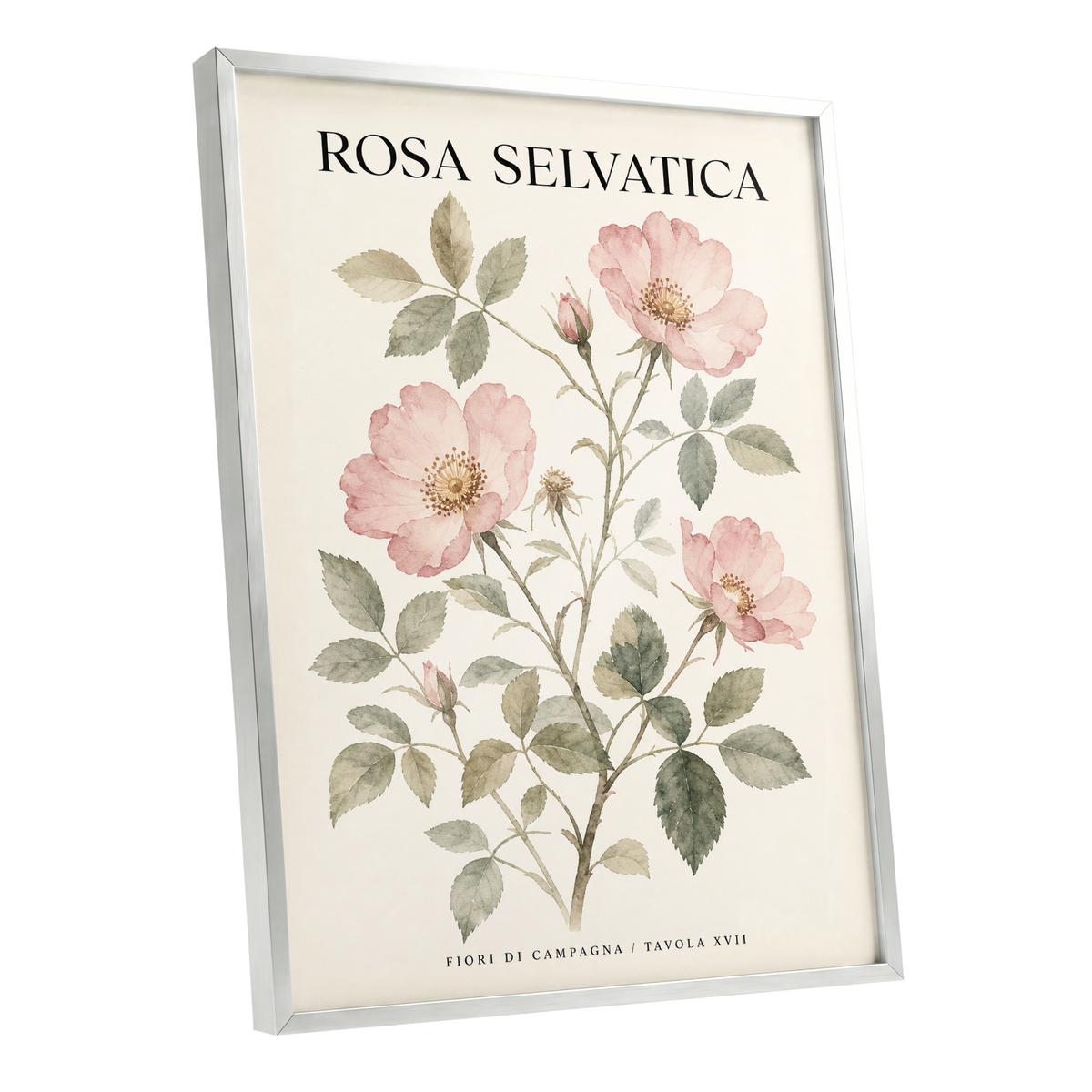 Wild Rose Study, pink, green, beige floral wall art shown as a silver framed poster wall art print