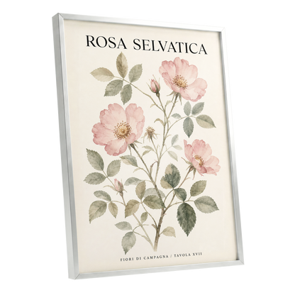 Wild Rose Study, pink, green, beige floral wall art shown as a silver framed poster wall art print