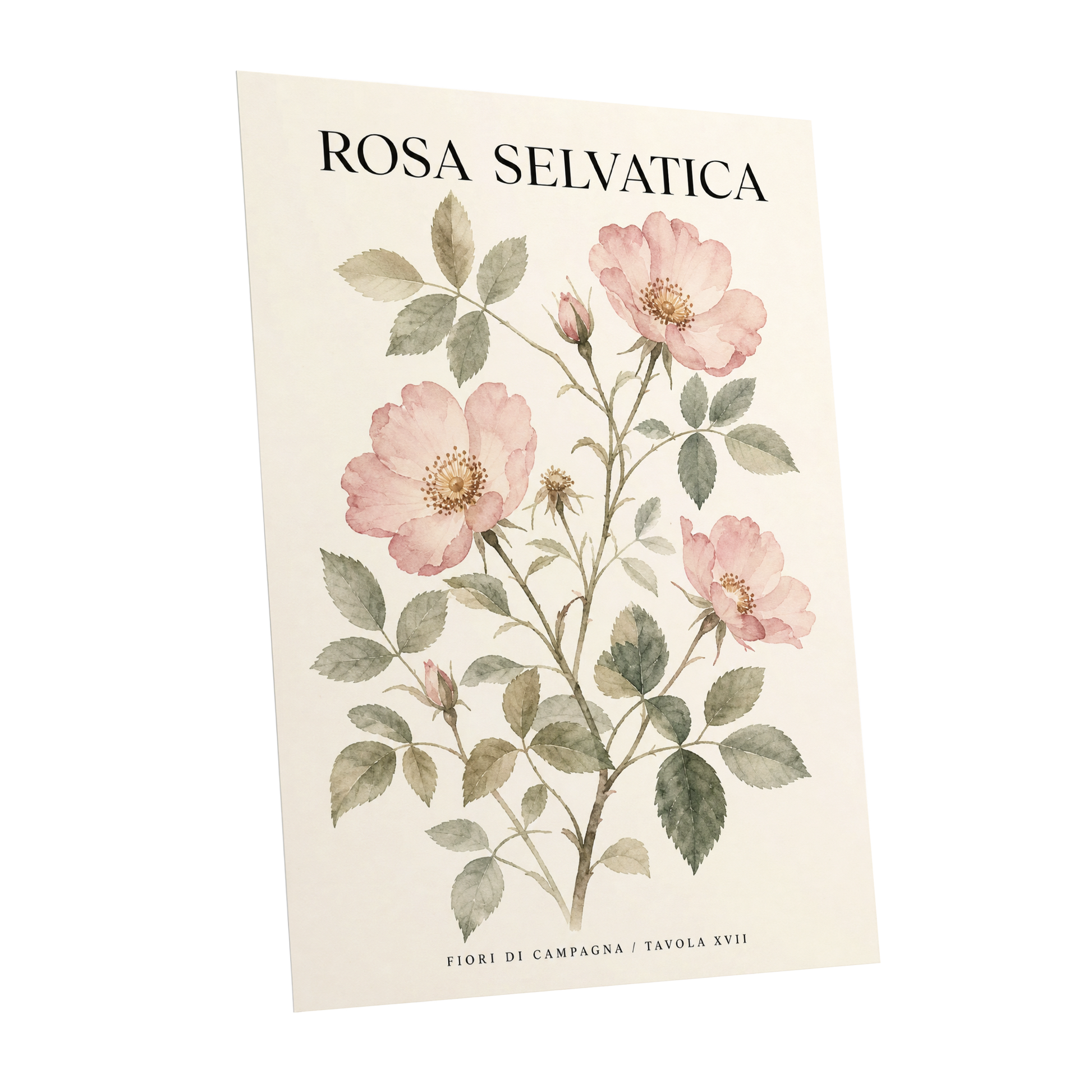 Wild Rose Study, pink, green, beige floral wall art shown as a unframed poster wall art print